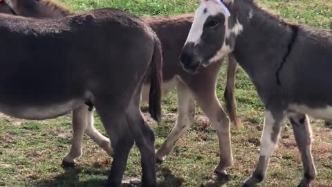 Donkeys Dressed Up As Unicorns