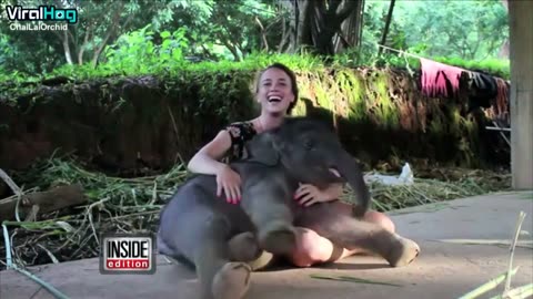 Heartwarming Moment: Funny Baby Elephant Gives a Heartfelt Hug to Caretaker