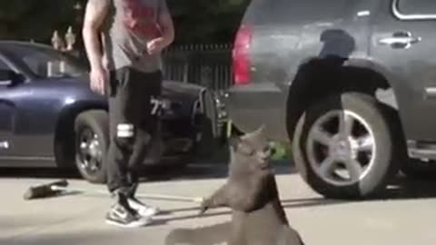 Cat Dancing