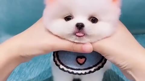 Cute puppy