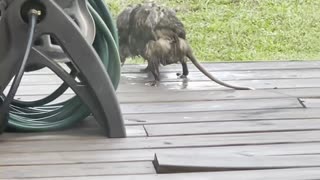 Overloaded Possum Mom Carries Babies on Her Back