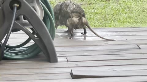 Overloaded Possum Mom Carries Babies on Her Back