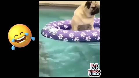 Best Funny Animals Videos 🤣😂/ Videos That Make You Laugh 😜😻🤣😋