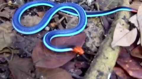 Blue Coral Snake 🐍 One Of The Most Beautiful Snakes In The World #shorts #coralsnake #snake