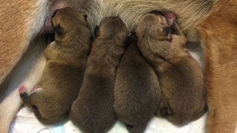 Quadruplet Puppies!