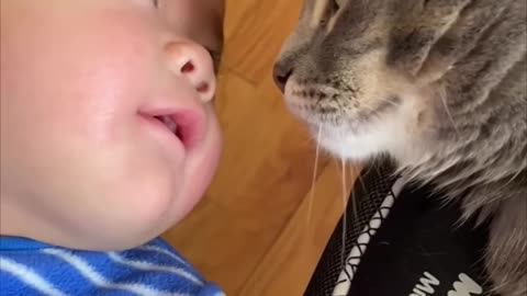 Cat and Baby Meet Eye to Eye Then Scratch Noses