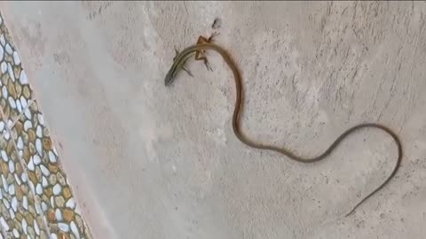 LIZARD WITH LONG TAIL FOUND RARE WOUNERED!!