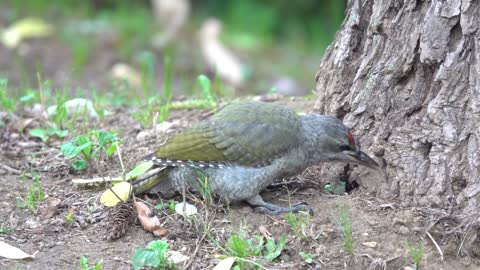 Ant-eating blue woodpecker sunbird