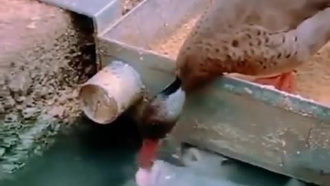 Duck feeding fish