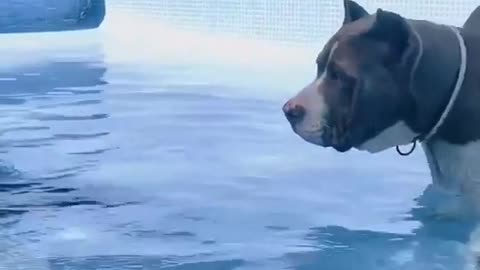 BeautifuldogcatAnimalsvidoeDogs That Fly - Malinois & Alsatian Dogs Show Their