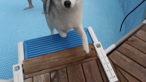 Husky in Pool