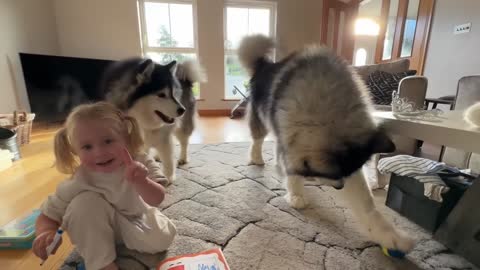 Little Girl Isn't Even Scared Of These Giant Bear Dogs Fighting! So Funny!!