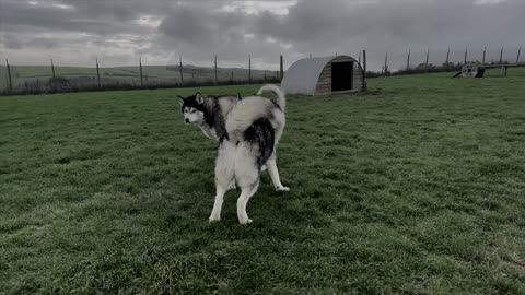 Until he commands him to, Husky's best friend refuses to enter the house!