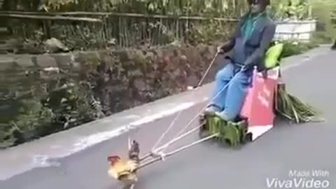 Funny chicken cart