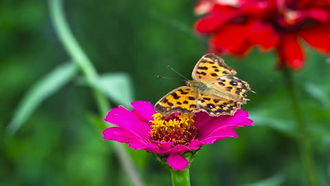 Butterflies: A Symphony of Flight and Color in the Natural World