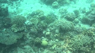 Snorkeling Adventures Philippines. Beautiful tropical fish and growing coral everywhere.