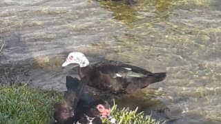 Patos En Un Lago