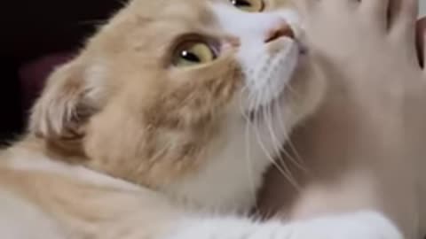 Cute Cat Best Viral Short | Until she bites you stop | AHEntertainment