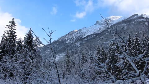 Frozen Ice on Trees