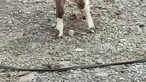 Tiny Trotter : A Goat's First Steps