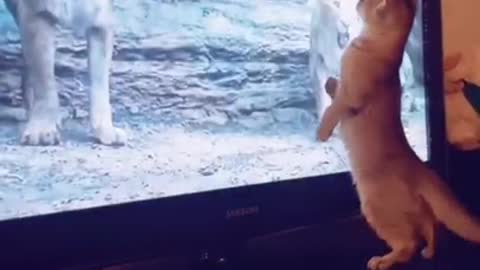 cat was not brave to face tv lion