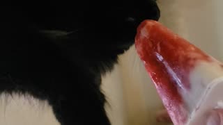 "Tang" kitty Loves strawberry popsicles