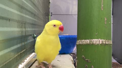 yellow parrot in my house