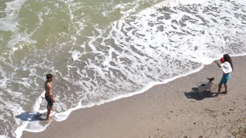 Dog running ball on the sea with his friends