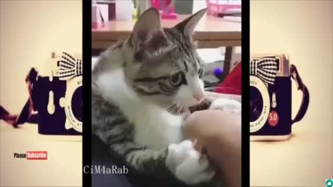 Funny Pets , cute dogs and meowing cats , Funny Animals