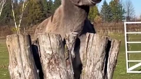 Try not to laugh with these funny animals 😅