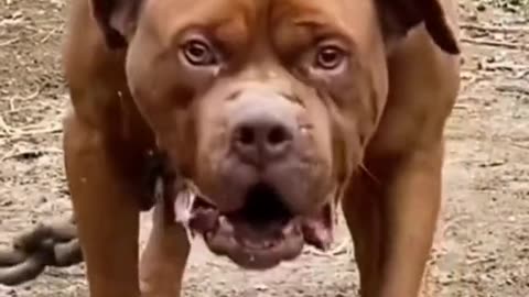 Funny Animal | The big Dogs you Don't want to mess with.