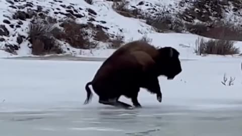 Bison slips and slides on frozen creek at Yellowstone National Park 🐃❄️