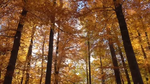 cinematic falling leaves video _ Autumn video _ autumn beautiful scenery