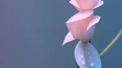 amazing and interesting flower dance