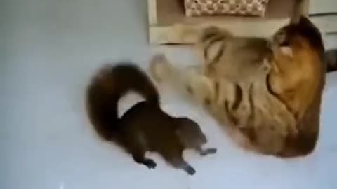 Funny Cute cats video No. 3