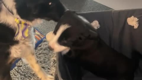 Puppy Meets Her New Sister