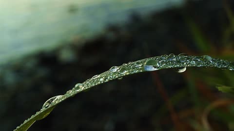 Lake side dew Drops 4K stock footage