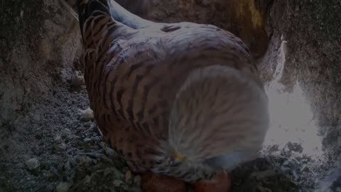Kestrel Nest Camera | April 2022 | Kestrel lays Eggs #3 #4 & #5