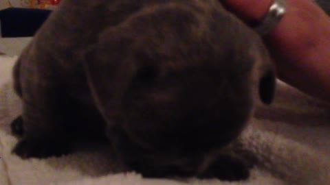 Adorable puppy struggles to stay awake