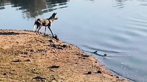 "Lion saved impala from wild dog":