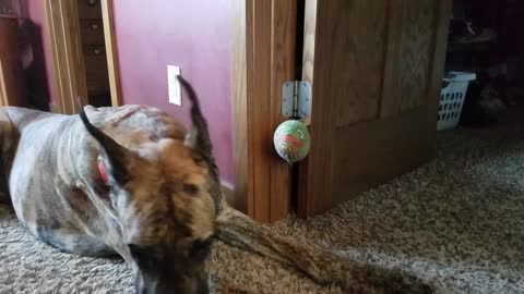 Stuffed fish comes to life - Great Dane can't figure it out