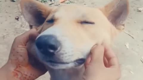 A Cute Dog Funny Video