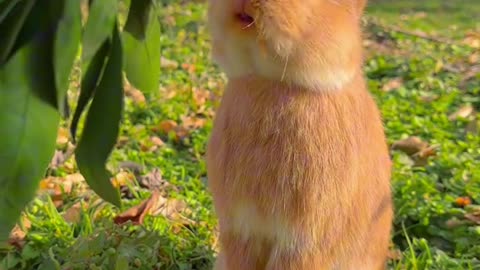 Cute rabbit eating Tangerine