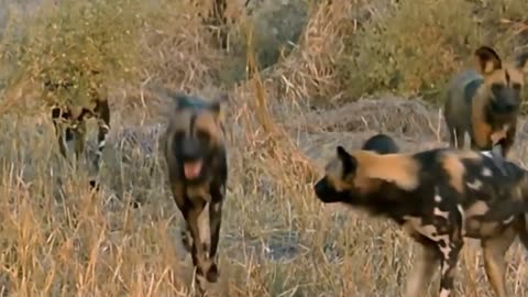 Eagle Vs Warthog Fighting To The Last Breath Wild Animal Life