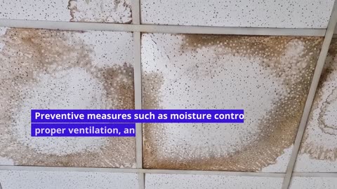 How to Avoid Mold in Your House
