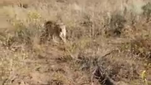 Wild cat chasing hunter 😮
