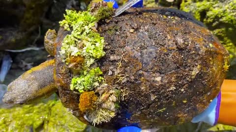 Cute sea turtle desperate searching for help becoz can't remove the parasite barnacles by herself