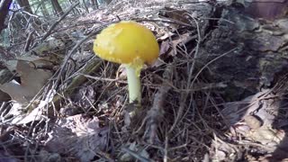 Mushroom