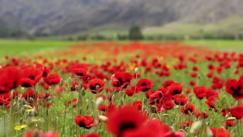 Poppy Field