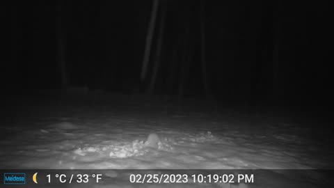 Ringtail Digging in the Snow Looking for Food